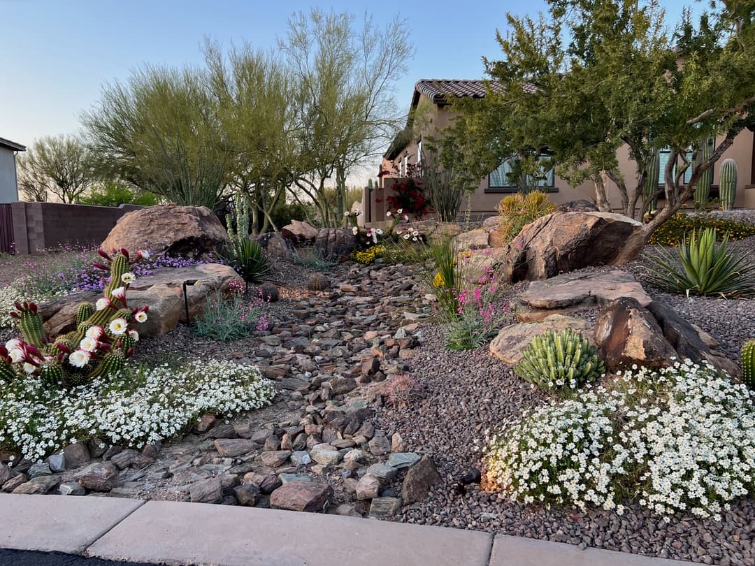 Desert landscape garden featuring diverse flowers, cacti, and decorative rocks.