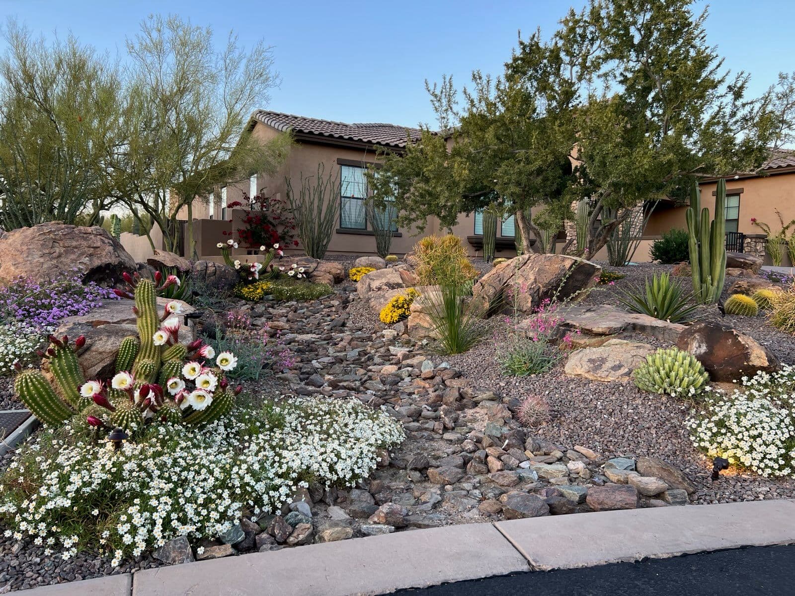Xeriscape Garden Transformation in Desert Oasis image