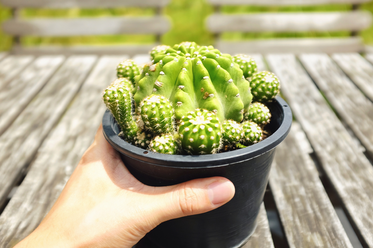 How To Revive A Cactus