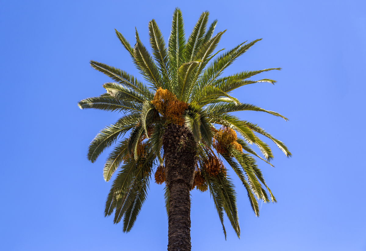 How To Cut Down A Palm Tree