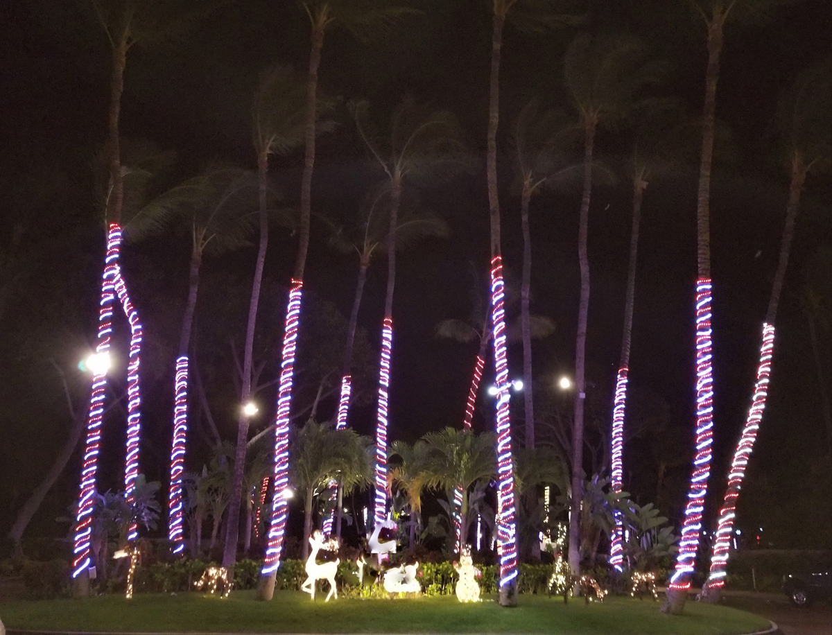 Christmas Lights On A Palm Tree